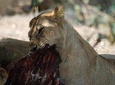 4 Days Tanzania Camping Safari from Mwanza to Serengeti & Ngorongoro Crater 