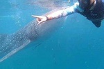 Cebu Whalesharks, Sumilon Whitesand & Kawasan Waterfalls
