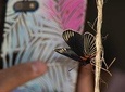 Openwork butterfly garden
