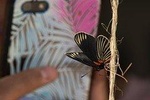Openwork butterfly garden