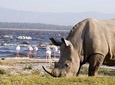 Lake Nakuru, Lake Naivasha & Crescent Island Day Tour From Nairobi 