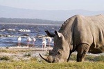 Lake Nakuru, Lake Naivasha & Crescent Island Day Tour From Nairobi 
