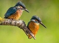 Day Tour to Anawilundawa Wetland Sanctuary
