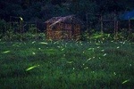 Totláli fireflies sighting
