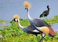  Lake Naivasha & Crescent island day trip.