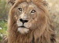 Kruger Lion Expedition with the Little Lionman Steve Kelly