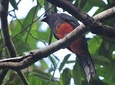 bird watching