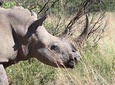 Rhino & Lion Nature Reserve & Wonder Caves