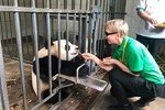 Dujiangyan Panda Base Volunteer Experience Trip