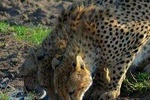 3 days Tsavo safari from Mombasa