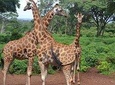 Arusha National Park Guided Tour From Arusha 