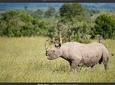 Overnight at Olpejeta Conservancy 