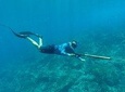 Discover Spearfishing course