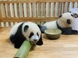 Customizable Chengdu Panda Base One Day Tour