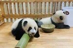 Customizable Chengdu Panda Base One Day Tour