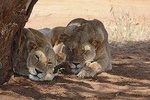 3days masai mara group joining safari