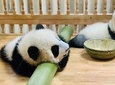 Chengdu One Day Trip of Panda Base Plus Your Choice