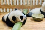 Chengdu One Day Trip of Panda Base Plus Your Choice