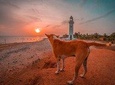 Sri Lanka North Tour