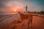 Sri Lanka North Tour
