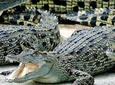 Cape Town. 3days Attraction: Crocodule Cage&cape Point &wine Testing 