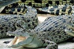 Cape Town. 3days Attraction: Crocodule Cage&cape Point &wine Testing 