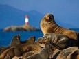 Navigation Beagle Channel Isla de Lobos