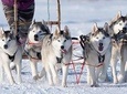 Husky Dog Sledding in Akureyri