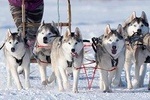 Husky Dog Sledding in Akureyri