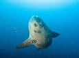 Nusa Penida Three Dives Trip