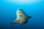 Nusa Penida Three Dives Trip