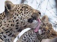 Private safari Tours at Yala national park (Fullday/Halfday/4Hours)