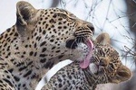 Private safari Tours at Yala national park (Fullday/Halfday/4Hours)