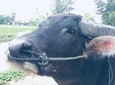 Riding Water Buffalo Hoi An Tour