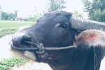 Riding Water Buffalo Hoi An Tour