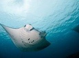 Nusa Penida Two Dives Trip