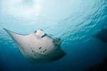 Nusa Penida Two Dives Trip