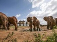 3 DAYS SALTLICK AND RHINO VALLEY LODGE SAFARI (minimum 2 pax)