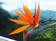 Blue Mountain Path Finder