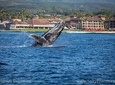Kauai's Ultimate Whale & Dolphin Zodiac Boat Adventure