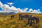 Antisanilla Horseback Riding PRIVATE, ALL INCLUSIVE