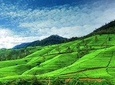 Nuwaraeliya day trip from Kandy