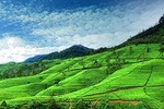 Nuwaraeliya day trip from Kandy