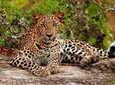 Yala National Park with Experienced Driver/Guide - Private Tour