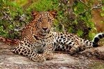 Yala National Park with Experienced Driver/Guide - Private Tour