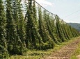 Discover the land of green gold - Private tour from Ljubljana
