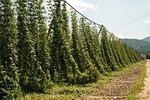 Discover the land of green gold - Private tour from Ljubljana