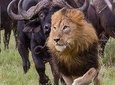 Nairobi National Park Safari