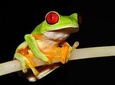 Frog Watching Night Walk