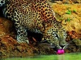LEOPARDS Wilpattu Wild Life Day Tour